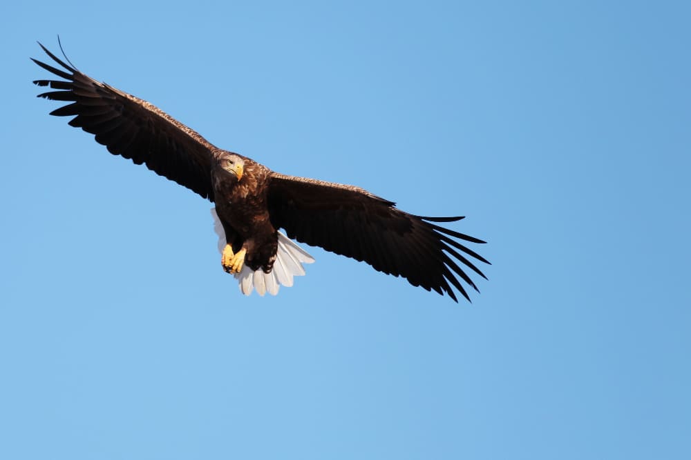 10 Spiritual Meaning of a Hawk Flying Over You (Good or Bad)